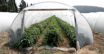 Greenhouses