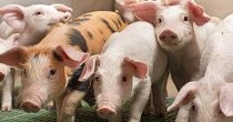 Cleats for pigs